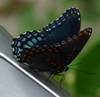 C:\Users\Karen\AppData\Local\Microsoft\Windows\Temporary Internet Files\Content.Word\redspotted purple on prius (2).jpg