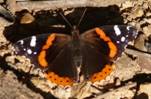 C:\Users\Karen\AppData\Local\Microsoft\Windows\Temporary Internet Files\Content.Word\red admiral on rocks.jpg