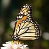 C:\Users\Karen\AppData\Local\Microsoft\Windows\Temporary Internet Files\Content.Word\monarch, dorsal, on white zinnia.jpg