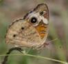 C:\Users\Karen\AppData\Local\Microsoft\Windows\Temporary Internet Files\Content.Word\buckeye sitting on paspalum.jpg