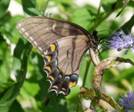 C:\Users\Karen\AppData\Local\Microsoft\Windows\Temporary Internet Files\Content.Word\spicebush swallowtail on mistflower.jpg