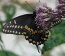 C:\Users\Karen\AppData\Local\Microsoft\Windows\Temporary Internet Files\Content.Word\black swallowtail on joe pye, ventral.jpg