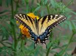 C:\Users\Karen\Pictures\all visitors to my garden\eastern tiger swallowtail female, 2.JPG