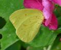 C:\Users\Karen\AppData\Local\Microsoft\Windows\Temporary Internet Files\Content.Word\Cloudless sulphur drinking impatiens.jpg