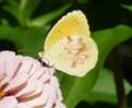 C:\Users\Karen\AppData\Local\Microsoft\Windows\Temporary Internet Files\Content.Word\sleepy orange 2 on zinnia.jpg