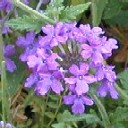 Verbena canadensis