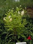 Ceanothus americanus (New jersey tea)