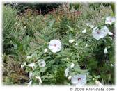 mallow