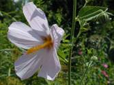 Kosteletzkya virginica (Virginia saltmarsh mallow)