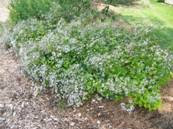 http://www.plantplaces.com/../photos/AsterdivaricatusEasternStarWhiteWoodAster.JPG