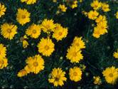 Coreopsis verticillata (Threadleaf coreopsis)