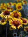 Gaillardia aristata (Common gaillardia) #22580