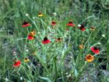Helenium flexuosum (Purple-head sneezeweed)