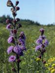 Liatris ligulistylis (Rocky mountain blazing star)