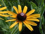 Rudbeckia hirta (Black-eyed susan)