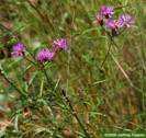 Tall Ironweed (Vernonia angustifolia)