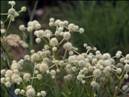 Eryngium yuccifolium (Button eryngo)