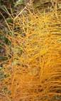 http://www.nichegardens.com/images/plants/amsonia_hubrictii.jpg
