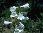 Penstemon digitalis (Mississippi penstemon)