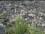 Allium cernuum (Nodding onion) #4421