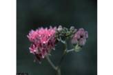 Large Photo of Asclepias rubra