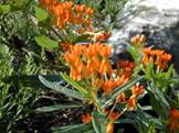 Asclepias tuberosa (Butterflyweed)
