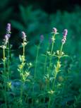 Agastache foeniculum (Blue giant hyssop)