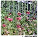 scarlet bee balm