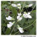 white false indigo