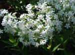 http://www.nichegardens.com/images/plants/phlox_snowdrift.jpg