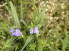 Tradescantia virginiana (Virginia spiderwort) #3580