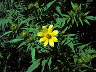 Bidens aristosa (Bearded beggarticks)