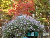 http://www.nichegardens.com/images/plants/ampelaster_carolinianus.jpg