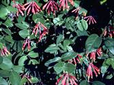Lonicera sempervirens (Coral honeysuckle)