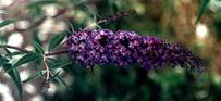 http://www.nichegardens.com/images/plants/buddleia_petite_indigo.jpg
