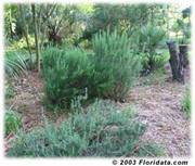 rosemary