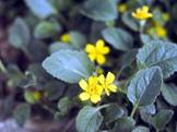 Chrysogonum virginianum (Green and gold)