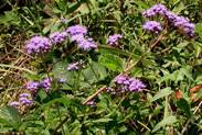 Mistflower (Eupatorium coelestinum)