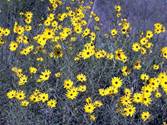 Helianthus angustifolius (Swamp sunflower)