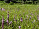 Liatris spicata (Dense blazing star)