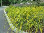 http://1.bp.blogspot.com/_wD6Iio3VXv0/TKyyUL1W5ZI/AAAAAAAAB0s/_qM_hc_NAZQ/s320/Solidago+shortii+%E2%80%98Solar+Cascade%E2%80%99.jpg