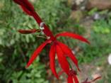 C:\Users\Karen\AppData\Local\Microsoft\Windows\Temporary Internet Files\Content.Word\lobelia cardinalis flower closeup.jpg