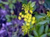 Zizia aurea (Golden zizia)