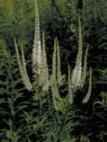 Veronicastrum virginicum (Culver's root)