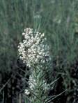 Asclepias verticillata (Whorled milkweed)