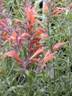 http://www.nichegardens.com/images/plants/agastache_rupestris.jpg
