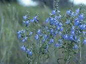 Salvia azurea (Pitcher sage)