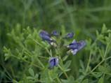 Baptisia australis (Blue wild indigo)