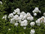 http://www.nichegardens.com/images/plants/phlox_david.jpg