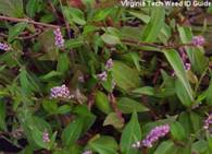 smartweed9-18.jpg (164463 bytes)